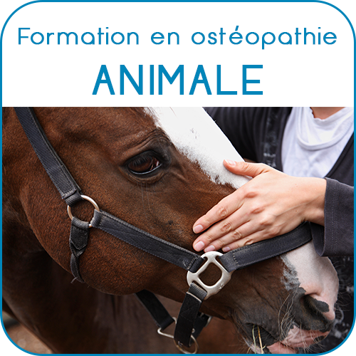 eao ecole aquitaine osteopathie formations stages osteopathe bordeaux gironde nouvelle aquitaine accueil formations osteopathie animale 3 - Ecole Aquitaine Ostéopathie - Les formations (formation stage ostéopathe Bordeaux Gironde Nouvelle Aquitaine) - Ecole Aquitaine Ostéopathie - Les formations (formation stage ostéopathe Bordeaux Gironde Nouvelle Aquitaine) - Ecole Aquitaine Ostéopathie - Les formations (formation stage ostéopathe Bordeaux Gironde Nouvelle Aquitaine)
