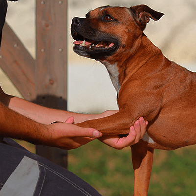 eao ecole aquitaine osteopathie formations stages osteopathe bordeaux gironde nouvelle aquitaine formation osteopathie animale ihover bac d - Ostéopathie animale - ostéopathes DO - Ostéopathie animale - ostéopathes DO - Ostéopathie animale - ostéopathes DO