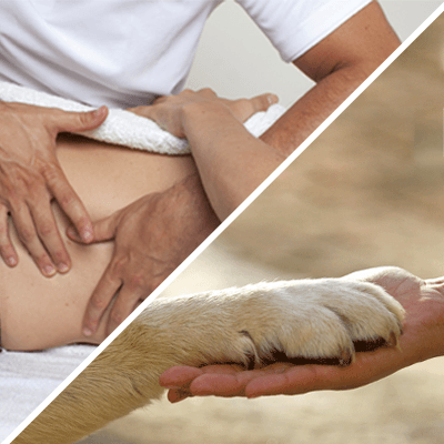 eao ecole aquitaine osteopathie formations stages osteopathe bordeaux gironde nouvelle aquitaine formation osteopathie animale ihover bac odo - Ostéopathie animale - ostéopathes animaliers - Ostéopathie animale - ostéopathes animaliers - Ostéopathie animale - ostéopathes animaliers