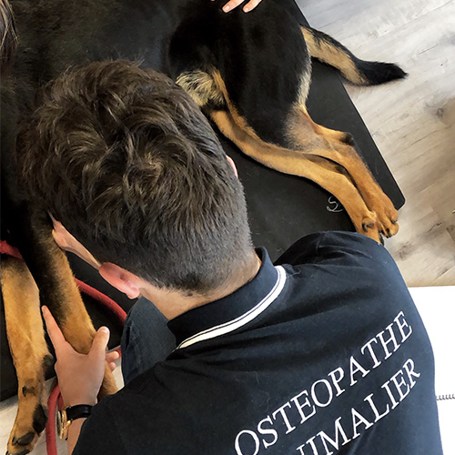 accueil chien 06 - Accueil Ecole Occitane d'Ostéopathie Animale - Accueil Ecole Occitane d'Ostéopathie Animale - Accueil Ecole Occitane d'Ostéopathie Animale