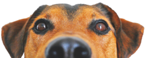 L'ostéopathie animale chien inscription registre 300x120 - L'ostéopathie animale - L'ostéopathie animale - L'ostéopathie animale